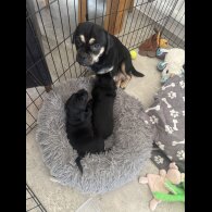 Mixed Breed - Both