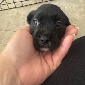 Mixed Breed - Both