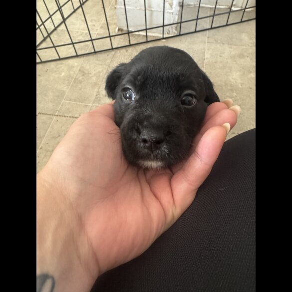 Mixed Breed - Both