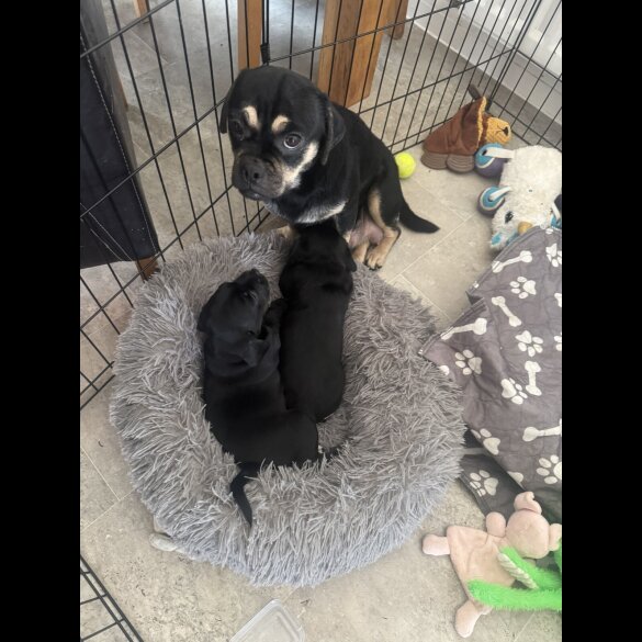 Mixed Breed - Both