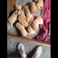 Labrador Retriever - Both