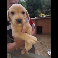 Labrador Retriever - Both