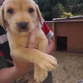 Labrador Retriever - Both