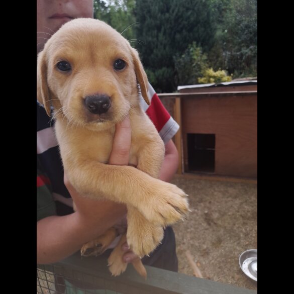 Labrador Retriever - Both