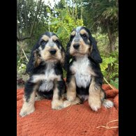 Cocker Spaniel (Working &amp; Show) - Dogs
