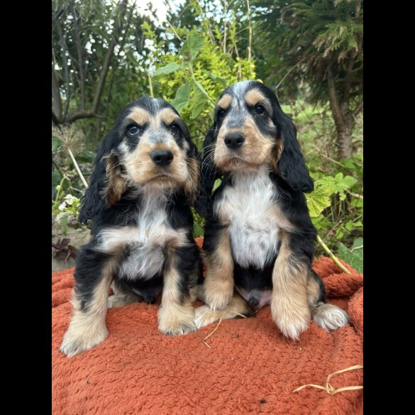 Cocker Spaniel (Working &amp; Show) - Dogs