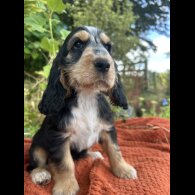 Cocker Spaniel (Working &amp; Show) - Dogs