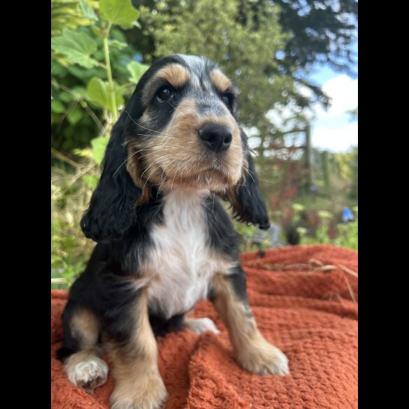 Cocker Spaniel (Working &amp; Show) - Dogs
