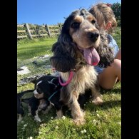 Cocker Spaniel (Working &amp; Show) - Dogs