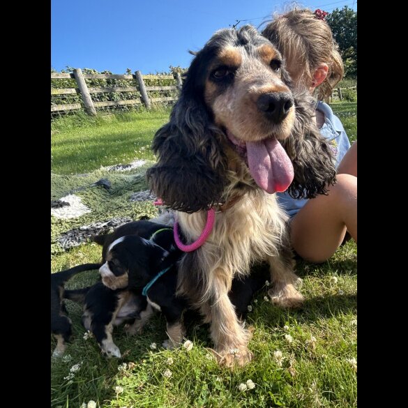 Cocker Spaniel (Working &amp; Show) - Dogs