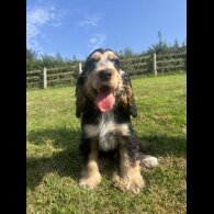 Cocker Spaniel (Working &amp; Show) - Dogs
