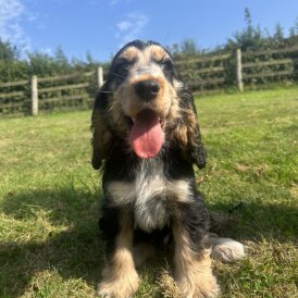 Cocker Spaniel (Working &amp; Show) - Dogs