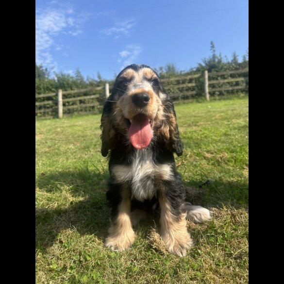 Cocker Spaniel (Working &amp; Show) - Dogs