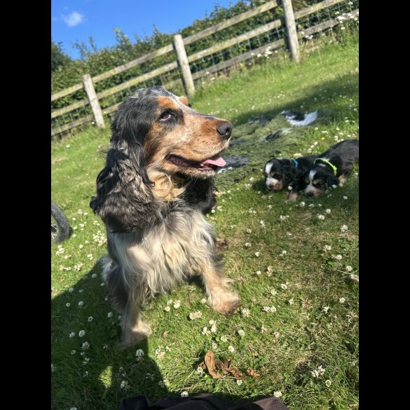 Cocker Spaniel (Working &amp; Show) - Dogs