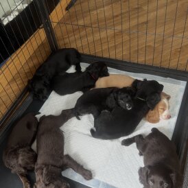 Cocker Spaniel (Working &amp; Show) - Both