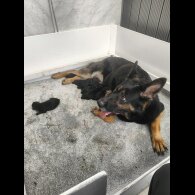 German Shepherd (Alsatian) - Both