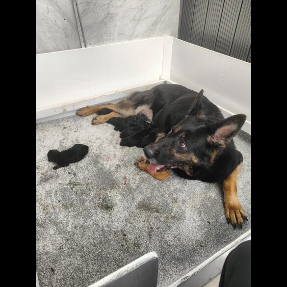 German Shepherd (Alsatian) - Both