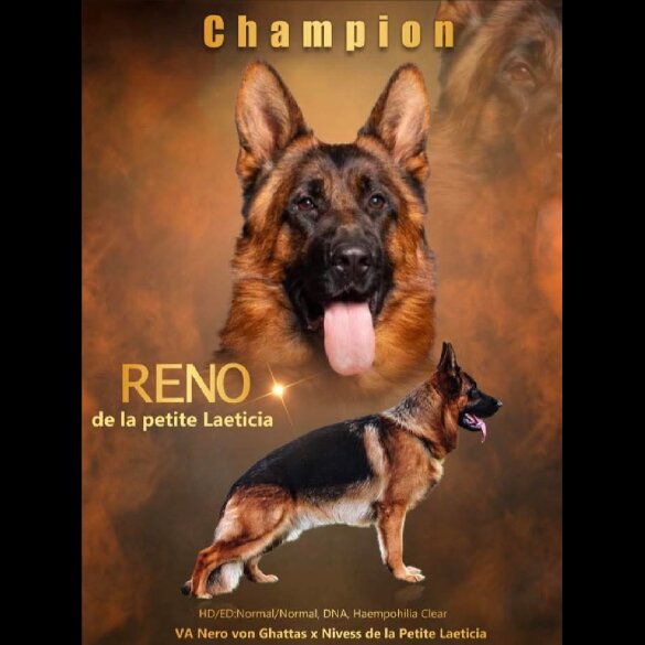 German Shepherd (Alsatian) - Both