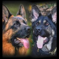 German Shepherd (Alsatian) - Both