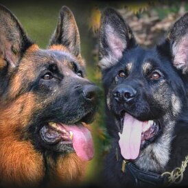 German Shepherd (Alsatian) - Both