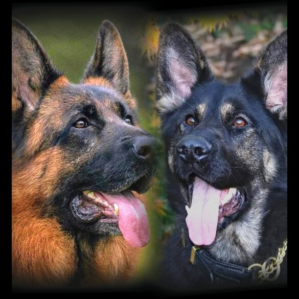 German Shepherd (Alsatian) - Both