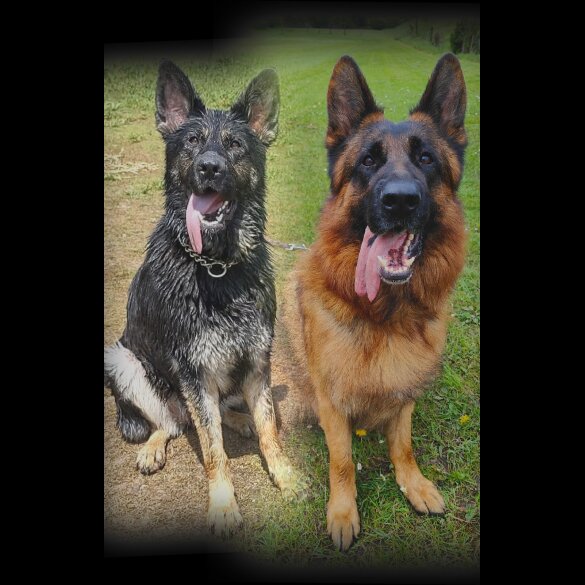 German Shepherd (Alsatian) - Both