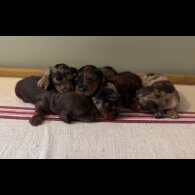 Dachshund (Standard &amp; Miniature) - Both