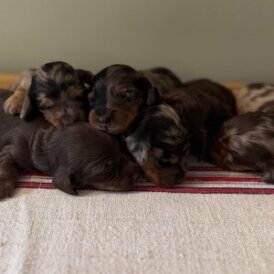 Dachshund (Standard &amp; Miniature) - Both