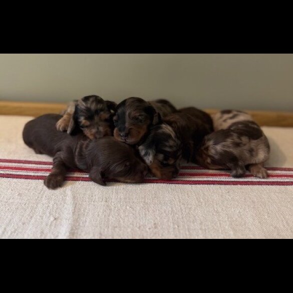 Dachshund (Standard &amp; Miniature) - Both