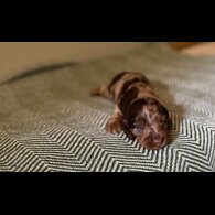 Dachshund (Standard &amp; Miniature) - Both