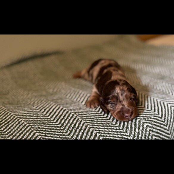 Dachshund (Standard &amp; Miniature) - Both