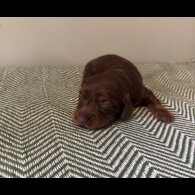 Dachshund (Standard &amp; Miniature) - Both