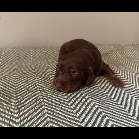 Dachshund (Standard &amp; Miniature) - Both
