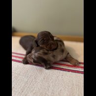 Dachshund (Standard &amp; Miniature) - Both