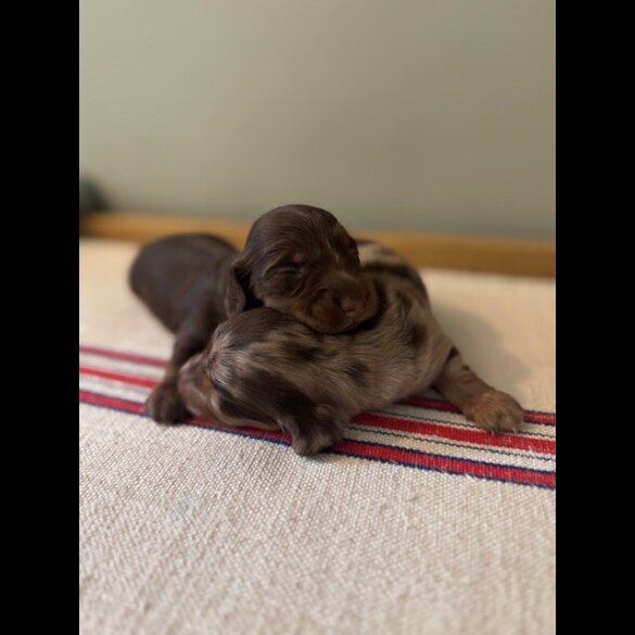 Dachshund (Standard &amp; Miniature) - Both