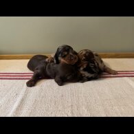 Dachshund (Standard &amp; Miniature) - Both