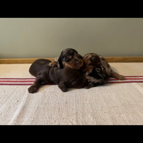 Dachshund (Standard &amp; Miniature) - Both