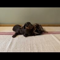 Dachshund (Standard &amp; Miniature) - Both