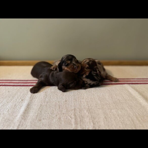 Dachshund (Standard &amp; Miniature) - Both