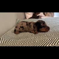 Dachshund (Standard &amp; Miniature) - Both