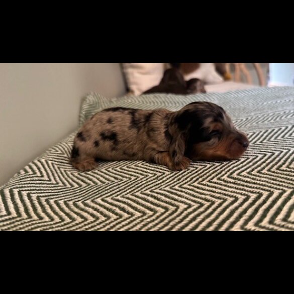 Dachshund (Standard &amp; Miniature) - Both