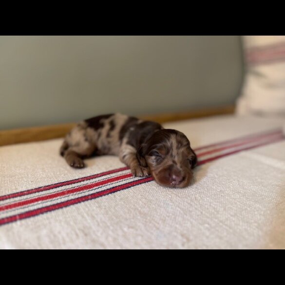 Dachshund (Standard &amp; Miniature) - Both