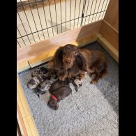 Dachshund (Standard &amp; Miniature) - Both