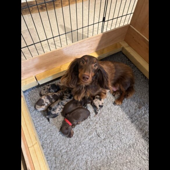 Dachshund (Standard &amp; Miniature) - Both