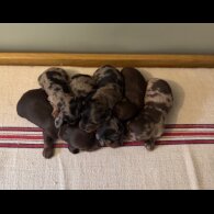 Dachshund (Standard &amp; Miniature) - Both