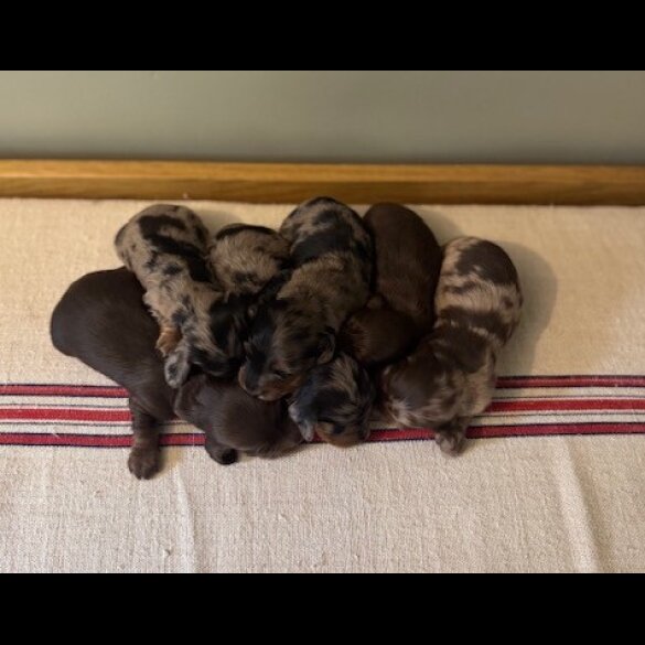 Dachshund (Standard &amp; Miniature) - Both