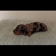 Dachshund (Standard &amp; Miniature) - Both