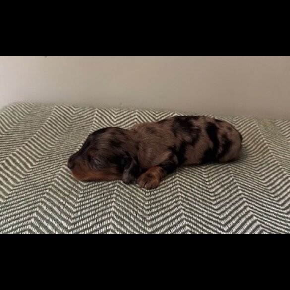 Dachshund (Standard &amp; Miniature) - Both