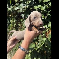 Dachshund (Standard &amp; Miniature) - Both