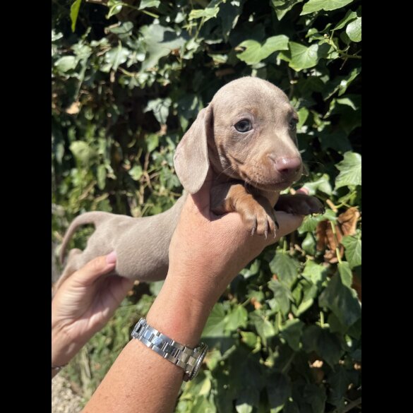 Dachshund (Standard &amp; Miniature) - Both